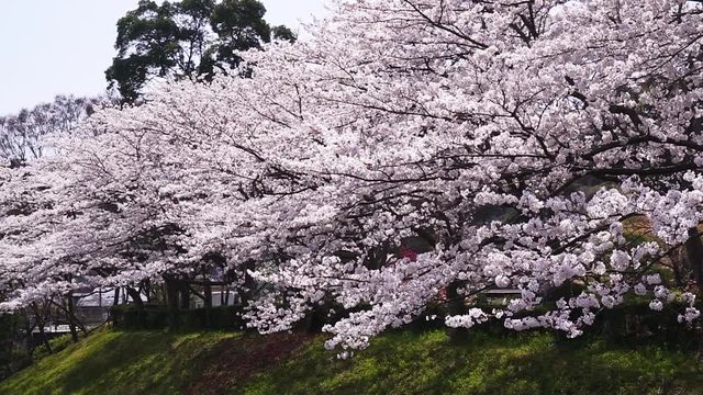春の日本・満開の桜