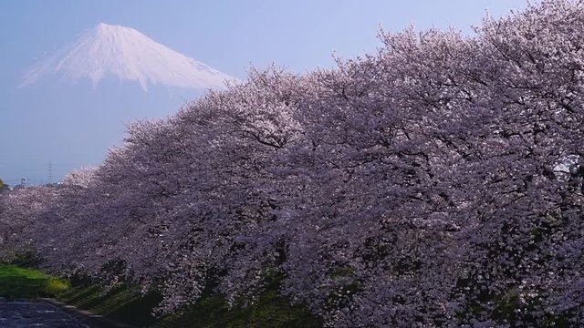 富士市の龍巌淵から見た富士山と桜並木