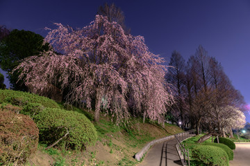 宮城県仙台市の桜の名所 榴岡公園 Tsutsujigaoka park in sendai