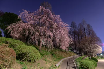 Stickers pour porte Fleur de cerisier 宮城県仙台市の桜の名所 榴岡公園 Tsutsujigaoka park in sendai