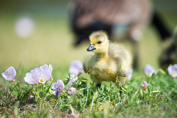 Cute newborn Canada goose gosling standing in the spring flower grass. Mother goose in the background. 
