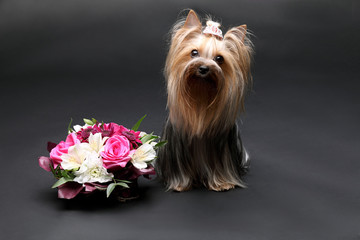 Yorkshire Terrier on a gray background with a flower arrangement