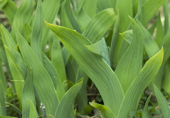 Green leaves of a plant, close-up, texture, background