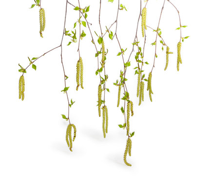 Branches of the birch with young leaves and catkins