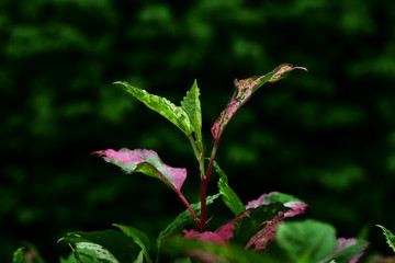 Increase the meaning of birth or growth of a way to progress to success.