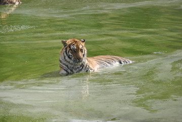 A tiger in water