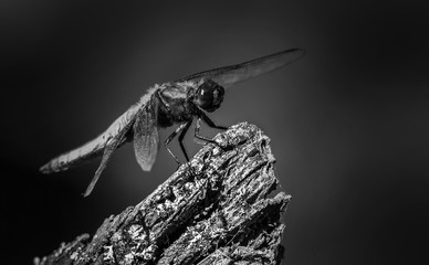 ein monochromes Foto einer Libelle als Symbol für das Insektensterben