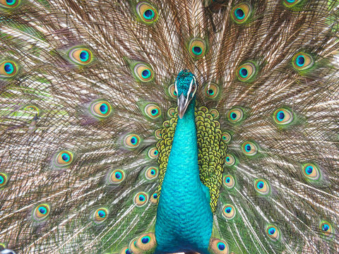 Indian peacock, Pavo cristatus, displaying for a mate