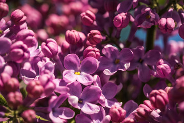 Fototapeta na wymiar Purple flowers of spring blossoming lilacs