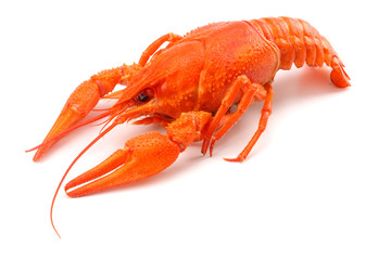 crawfish isolated on white background. Beer brewery concept. Beer background