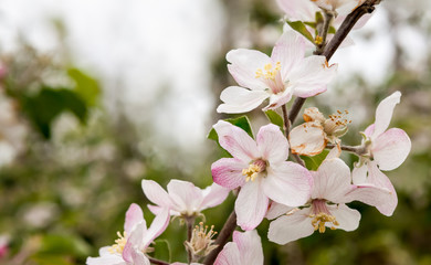 Blossoms of fruit trees
