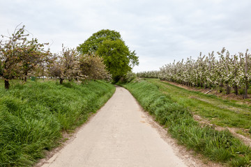 Blossoms of fruit trees at the road