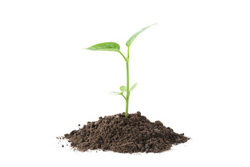 green plant growing from soil isolate on white background