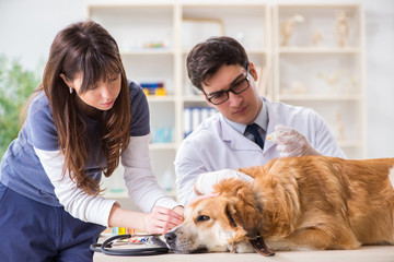 Doctor and assistant checking up golden retriever dog in vet cli