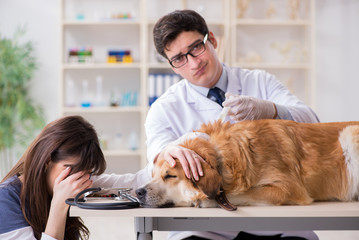 Doctor and assistant checking up golden retriever dog in vet cli