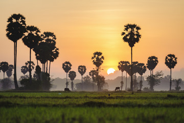 Fototapeta na wymiar palm trees in the rice field at morning