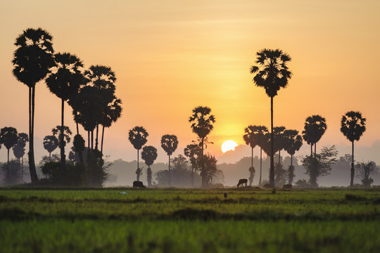  palm trees in the rice field at morning