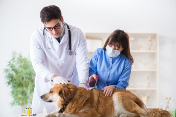 Doctor and assistant checking up golden retriever dog in vet cli