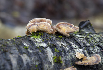 polyporaceae lignicole mushrooms on wood in forest