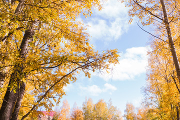 Tops of golden autumn trees on sky background