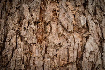 old tree bark in the background.