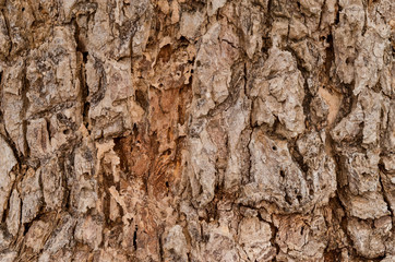 old tree bark in the background.