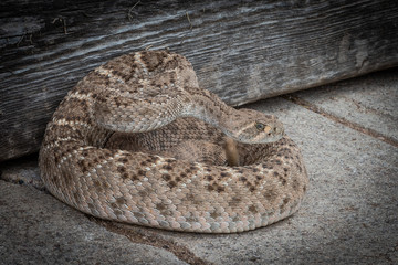 Rattlesnake