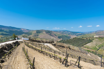 the Douro valley, view of the hills overgrown with vines