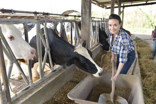 Stock breeder feeding cows in barn