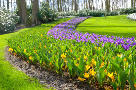 Fototapeta Beautiful colorful spring flowers in park in Netherlands (Holland)  