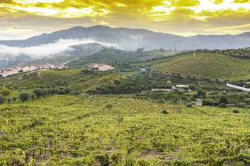 Obraz premium Misty sunrise over vines