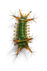 Image of Stinging Nettle Slug Caterpillar (Cup Moth, Limacodidae) 