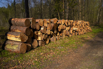 Wooden Logs with Forest on Background / Trunks of trees cut and stacked in the foreground, green forest in the background with sun rays