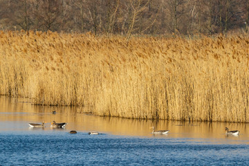 Liebesakt Paarung Gänse