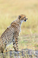 Wild african cheetah
