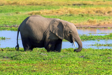 Fototapeta na wymiar Elephant in water. National park of Kenya