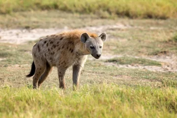 Foto op Aluminium Gespot Hyena (Crocuta crocuta) in het park © byrdyak