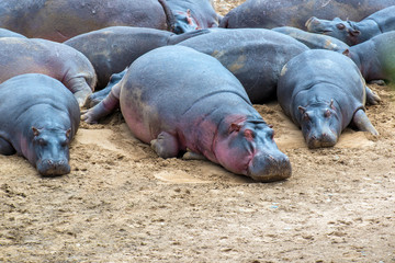 Hippo (Hippopotamus amphibius)