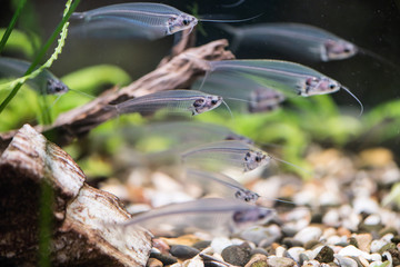 Fototapeta premium Indian glass catfish in the aquarium