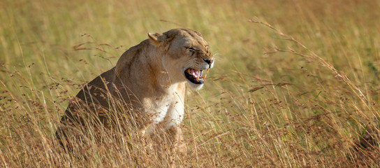 Lion in National park of Kenya