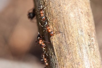 Red forest ant close-up