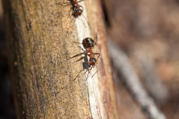 Red forest ant close-up