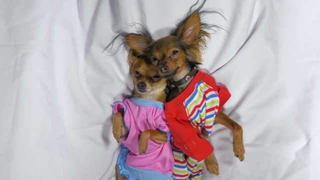 Newborn puppy sleeping. Adult dogs Toy Terrier in sliders. Shooting on white background. Dogs are very funny.