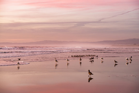 夕暮れの海辺と野鳥の群れ