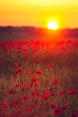Fototapeta na wymiar sunset on the background of a field with poppy flowers in the summer