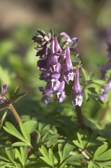 Corydalis solida flowers