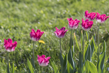 Side view of pink tulip flowers.