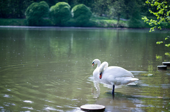White swans on a pond.
