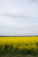 Obraz premium rapeseed field near big city
