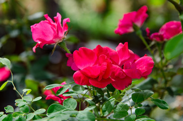 Red rose flower in garden
